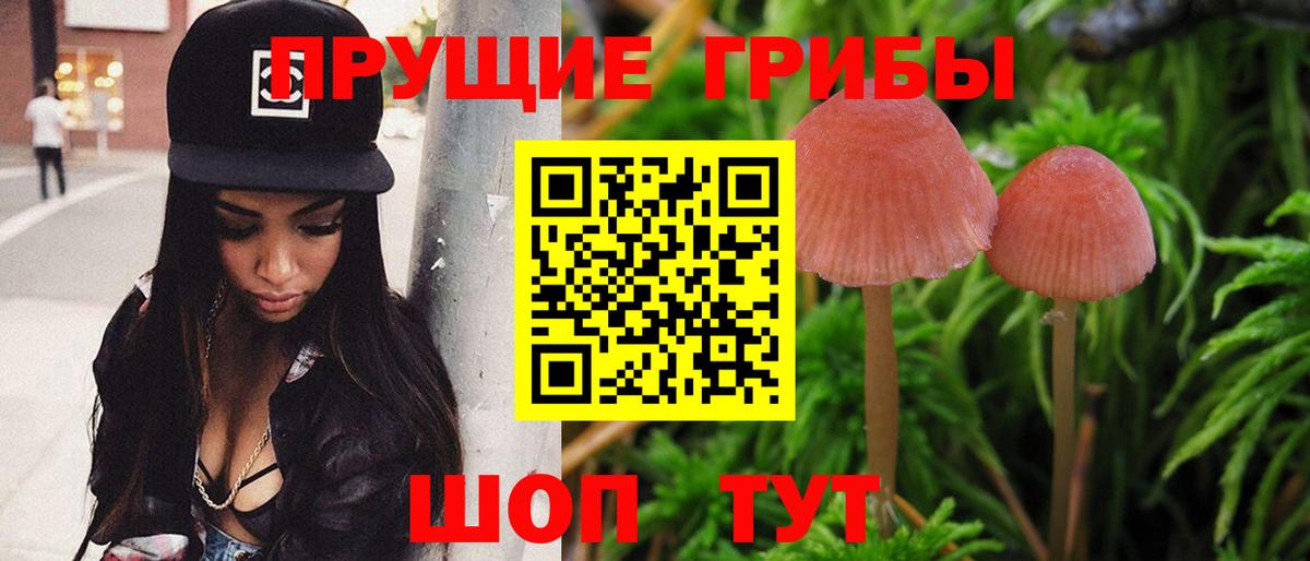 Псилоцибиновые грибы Psilocybe Каменск-Шахтинский